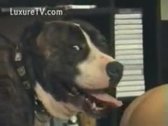 Crazy dog sucks a hot blond